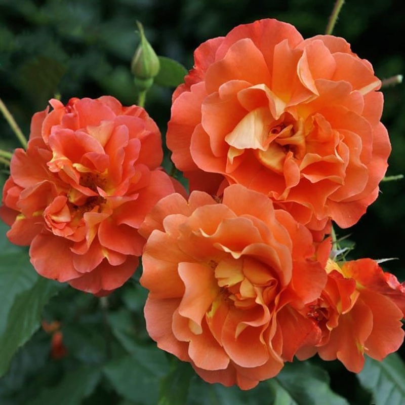 Роза плетистая Westerland