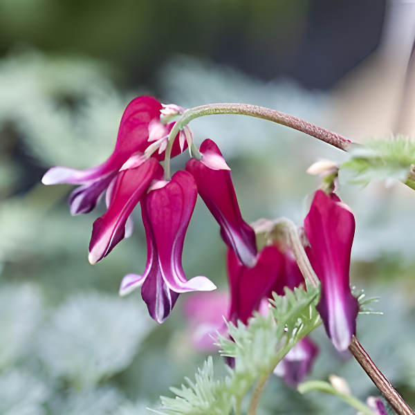 Дицентра гибридная Бернинг Хертс