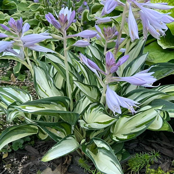Хоста Фаерворкс
