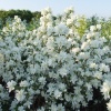 Чубушник венечный (Philadelphus coronarius) Комсомолец 20-40 С5 РГр/24